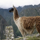 Illustration for article titled Llama poop was the secret to the success of the Inca civilization